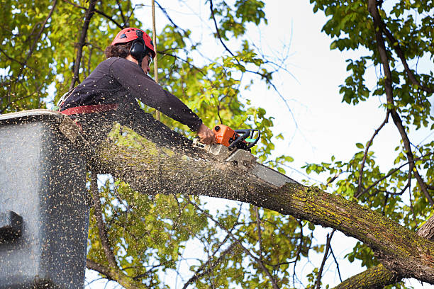 Emergency Storm Tree Removal in South Rosemary, NC